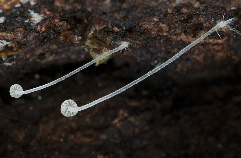 Mycena alba